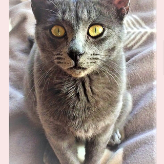 久留米市/ロシアンブルー系♂