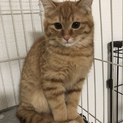 怖がりのグリ君の里親募集！再