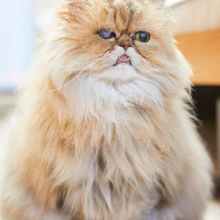 小柄でおとなしいペルシャのぺろちゃん