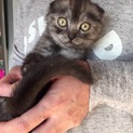子猫 3匹