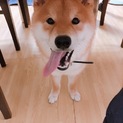 柴犬の里親募集