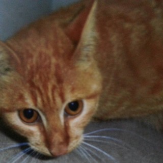 急募の茶トラ男の子です！