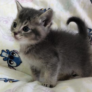 生後2カ月子猫 〆ます。