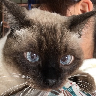 トライアル中です。里親急募の老猫ジャム君