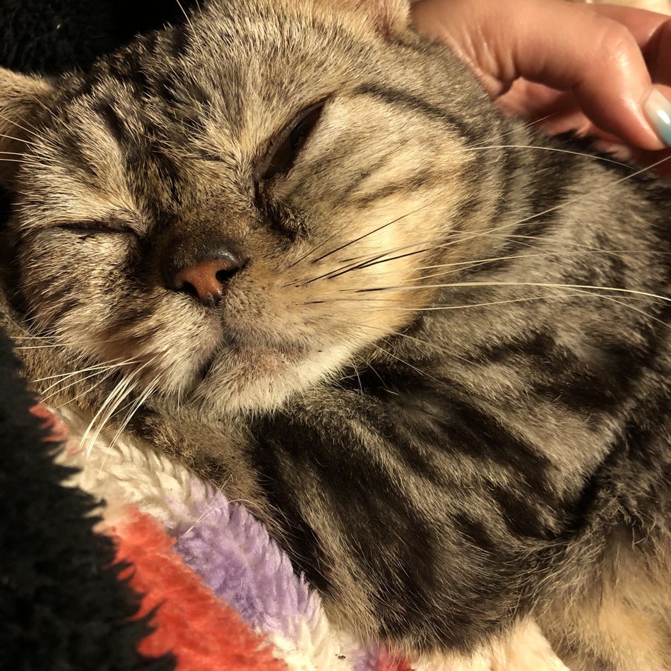 るーちゃんのカバー写真