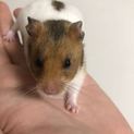 ゴールデンハムスター