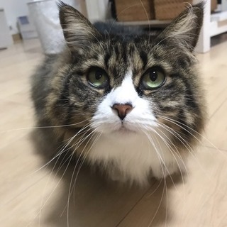 ノルウエージャンのおっとり甘えん坊