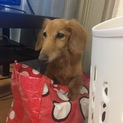 Mダックス半年間預かり