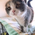 折れ耳スコティッシュ三毛ちゃんです♪