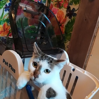 やんちゃな可愛い女の子です。