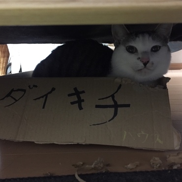 息子が作ったダンボールケースをボロボロにする