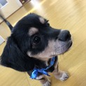 チワックス♂ロイくん