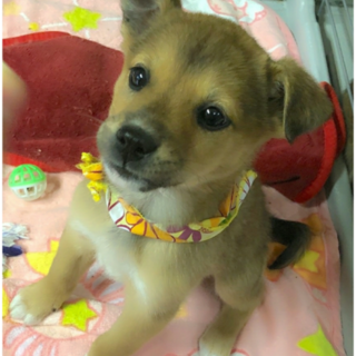 人が大好きリンちゃん ２ヶ月