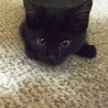 やんちゃ盛りの黒猫ちゃん！（4ヶ月） サムネイル3