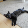 やんちゃ盛りの黒猫ちゃん！（4ヶ月） サムネイル4