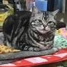 ルクにゃん