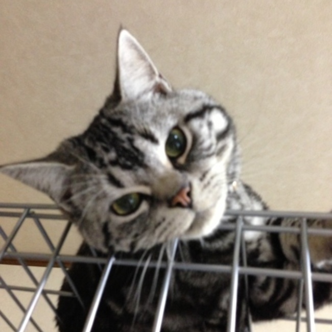 ルクにゃんのカバー写真