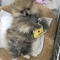 サン