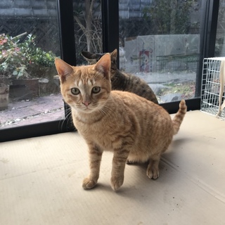 生後半年の兄弟☆かわいい５匹の長男茶トラ♂