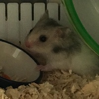チロル