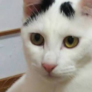 スリムできれいな子です