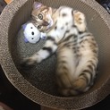性格抜群のベンガル