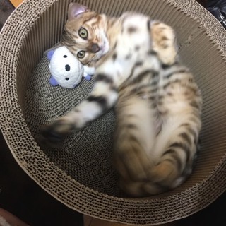 性格抜群のベンガル