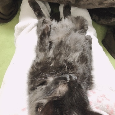 こたつ大好きオレオ