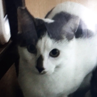 元気いっぱいの男の子