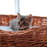猫まみれ実行委員会(保護活動者)