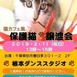 猫の日間近　猫カフェ風保護猫譲渡会 サムネイル1