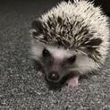 決定しました