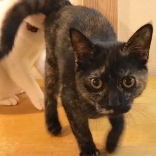 ありがとうございました