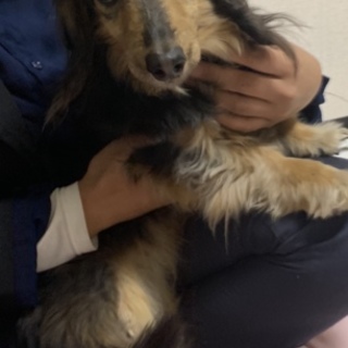 広島県愛護センターに相談の上急募捨て犬里親募集