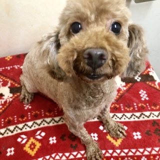 トイプードル クララちゃん。