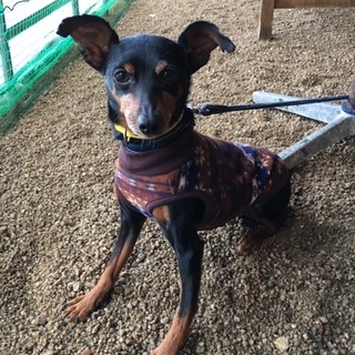 超元気で超甘えん坊の「サスケ」くん