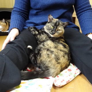 甘えん坊のさび猫ひなちゃん