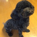 迷い犬。お利口トイプーです。