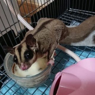 フクロモモンガの女の子です。かわいがってください。