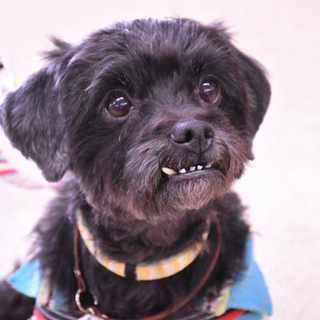 元気いっぱい！テリアmix♂推定5～6歳