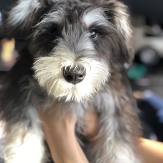 元気なシュナちゃんです！