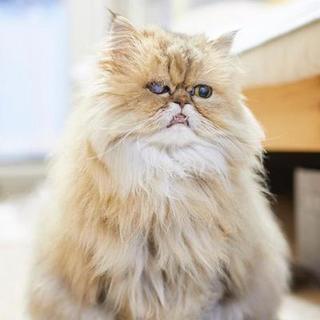 多頭ペルシャ　70号のペロちゃん