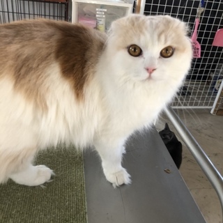 透明感なある美少女リセナちゃん