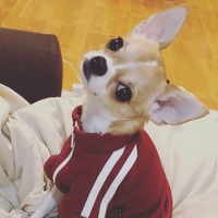 ちくわ