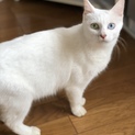 オッドアイ白猫さん