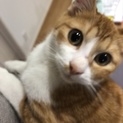 スリスリ大好き子猫