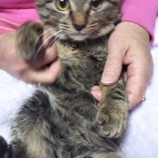 シャイなキジのふわふわ毛並みの男の子です☆