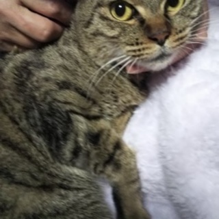 キジのごろごろスリスリの女の子です☆