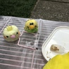 ゴルゴンゾーラ