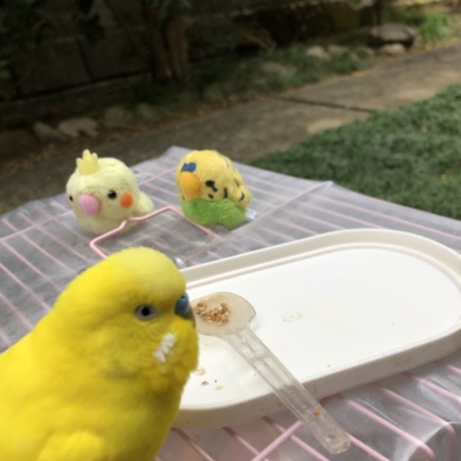 ゴルゴンゾーラのカバー写真